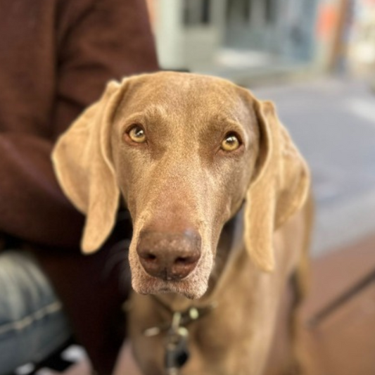 The Pawfect Pet Bowl M