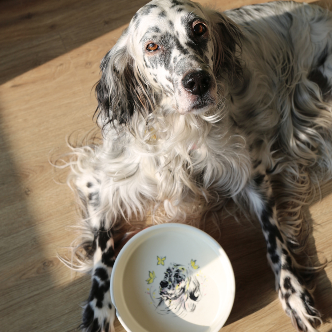 The Pawfect Pet Bowl M