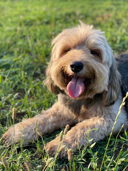 The Pawfect Pet Bowl S